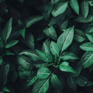 Meet your Posher, Tenzin